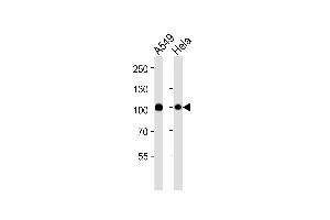 Western blot analysis of lysates from A549,Hela cell line (from left to right),using Uba2 Antibody (ABIN484072 and ABIN1533453). (UBA2 antibody)