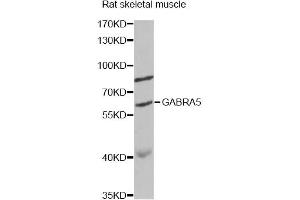 Western blot analysis of extracts of rat skeletal muscle, using GABRA5 antibody (ABIN6292937) at 1:1000 dilution.