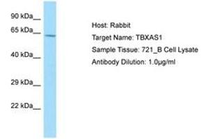 Image no. 1 for anti-thromboxane A Synthase 1 (Platelet) (TBXAS1) (AA 284-333) antibody (ABIN6750000) (TBXAS1 antibody  (AA 284-333))