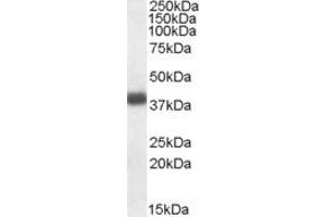 Western Blotting (WB) image for anti-Apolipoprotein L, 2 (APOL2) (C-Term) antibody (ABIN2466611) (Apolipoprotein L 2 antibody  (C-Term))
