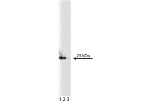 Western Blotting (WB) image for anti-Eukaryotic Translation Initiation Factor 4E (EIF4E) (AA 1-217) antibody (ABIN967870) (EIF4E antibody  (AA 1-217))