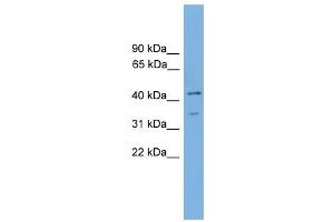 WB Suggested Anti-Foxj1 Antibody Titration:  0. (FOXJ1 antibody  (Middle Region))