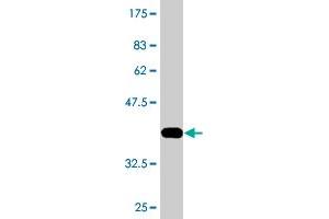 Western Blot detection against Immunogen (36. (ATF5 antibody  (AA 101-200))