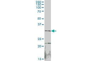 SULT1B1 MaxPab polyclonal antibody. (SULT1B1 antibody  (AA 1-296))