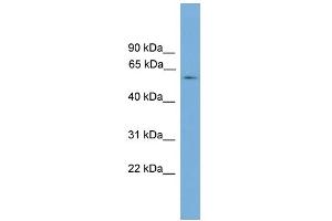 WB Suggested Anti-ATG16L1 Antibody Titration: 0. (ATG16L1 antibody  (N-Term))