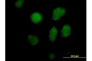 Immunofluorescence of purified MaxPab antibody to TAF5L on HeLa cell. (TAF5L antibody  (AA 1-325))