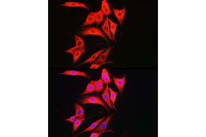 Immunofluorescence analysis of NIH/3T3 cells using C Rabbit pAb (ABIN7266110) at dilution of 1:50 (40x lens). (Caspase 1 antibody)