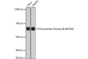Western blot analysis of extracts of various cell lines, using Monoamine Oxidase B (MAOB) (MAOB) Rabbit mAb (ABIN7268682) at 1:1000 dilution. (Monoamine Oxidase B antibody)