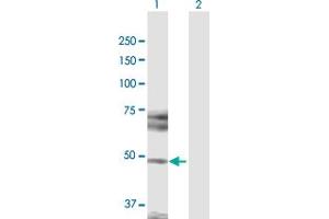Western Blot analysis of HDAC3 expression in transfected 293T cell line by HDAC3 MaxPab polyclonal antibody. (HDAC3 antibody  (AA 1-428))