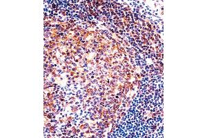 PTGIR Antibody immunohistochemistry analysis in formalin fixed and paraffin embedded human tonsil tissue followed by peroxidase conjugation of the secondary antibody and DAB staining. (PTGIS antibody  (AA 210-238))