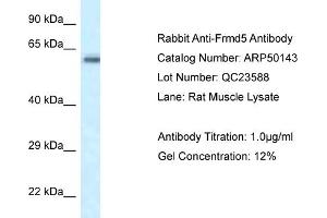 WB Suggested Anti-Frmd5 Antibody   Titration: 1.