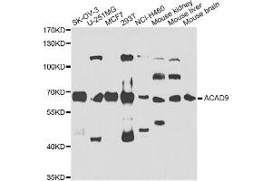 Western blot analysis of extracts of various cell lines, using ACAD9 antibody. (ACAD9 antibody)