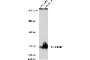 Western blot analysis of extracts of various cell lines, using S100 beta antibody (ABIN7270131) at 1:1000 dilution. (S100B antibody)