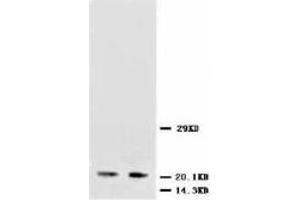 Image no. 2 for anti-Neurotrophin 3 (NTF3) (Internal Region) antibody (ABIN1490362) (Neurotrophin 3 antibody  (Internal Region))