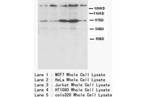 CXCR4 Polyclonal Antibody (CXCR4 antibody  (N-Term))