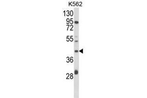 Western blot analysis of COQ3 Antibody (Center) in K562 cell line lysates (35ug/lane). (COQ3 antibody  (Middle Region))