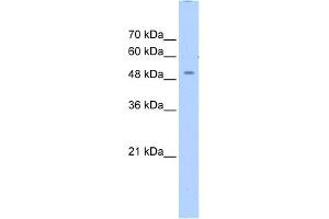 WB Suggested Anti-ZNF500 Antibody Titration:  0.
