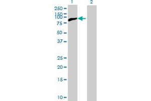 Western Blot analysis of RPS6KB1 expression in transfected 293T cell line by RPS6KB1 MaxPab polyclonal antibody. (RPS6KB1 antibody  (AA 1-525))