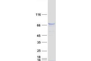 Validation with Western Blot (Syntaphilin Protein (SNPH) (Myc-DYKDDDDK Tag))