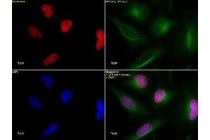 Histone H3 acetyl Lys36 antibody tested by immunofluorescence.