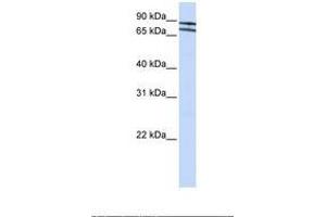 Image no. 1 for anti-Zinc Finger Protein 572 (ZNF572) (AA 38-87) antibody (ABIN6739133) (ZNF572 antibody  (AA 38-87))