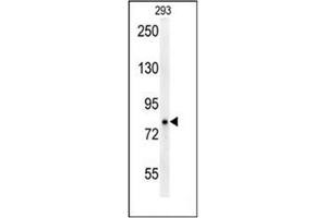 Western blot analysis of P protein Antibody (N-term) in 293 cell line lysates (35ug/lane). (OCA2 antibody  (N-Term))