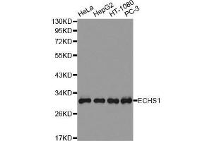 Western Blotting (WB) image for anti-Enoyl CoA Hydratase, Short Chain, 1, Mitochondrial (ECHS1) (AA 28-290) antibody (ABIN1679640) (ECHS1 antibody  (AA 28-290))