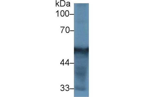CYP2D6 抗体  (AA 236-472)
