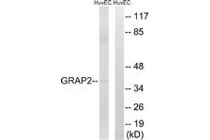 Western blot analysis of extracts from HuvEc cells, using GRAP2 Antibody. (GRAP2 antibody  (AA 121-170))