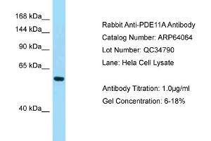 Western Blotting (WB) image for anti-phosphodiesterase 11A (PDE11A) (C-Term) antibody (ABIN971365) (PDE11A antibody  (C-Term))