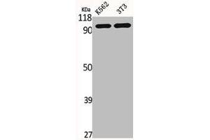 Western Blot analysis of K562 NIH-3T3 cells using HURP Polyclonal Antibody (DLGAP5 antibody  (C-Term))