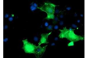 Anti-PDLIM2 mouse monoclonal antibody (ABIN2454447) immunofluorescent staining of COS7 cells transiently transfected by pCMV6-ENTRY PDLIM2 (RC210022). (PDLIM2 antibody)