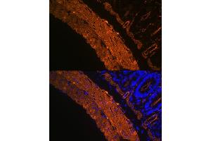 Immunofluorescence analysis of rat colon using α-Smooth Muscle Actin  Rabbit mAb (ABIN7265392) at dilution of 1:100 (40x lens). (Smooth Muscle Actin antibody)