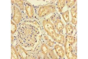 Immunohistochemistry of paraffin-embedded human kidney tissue using ABIN7152677 at dilution of 1:100 (FERD3L antibody  (AA 1-167))