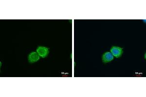ICC/IF Image SFXN4 antibody detects SFXN4 protein at cytoplasm by immunofluorescent analysis. (Sideroflexin 4 antibody)