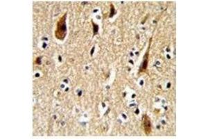 IHC analysis of FFPE human brain with APP antibody (APP antibody  (AA 29-61))