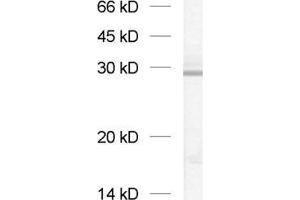 dilution: 1 : 1000, sample: crude synaptosomal fraction of rat brain (P2) (GOSR2 antibody  (Cytoplasmic Domain))