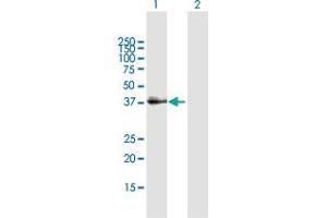 Western Blot analysis of SFTPD expression in transfected 293T cell line by SFTPD MaxPab polyclonal antibody. (SFTPD antibody  (AA 1-375))