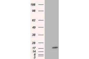 HEK293T cells were transfected with the pCMV6-ENTRY control (Left lane) or pCMV6-ENTRY TTC32 (Right lane) cDNA for 48 hrs and lysed. (TTC32 antibody)