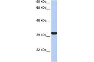 Image no. 1 for anti-Granzyme K (Granzyme 3, Tryptase II) (GZMK) (AA 143-192) antibody (ABIN6743353) (GZMK antibody  (AA 143-192))