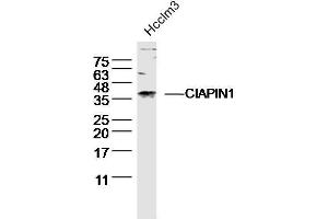 Hcclm3 lysates probed with CIAPIN1 Polyclonal Antibody, unconjugated  at 1:300 overnight at 4°C followed by a conjugated secondary antibody for 60 minutes at 37°C.