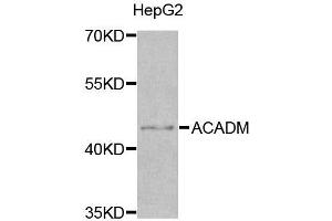 Western blot analysis of extracts of various cell lines, using ACADM antibody. (Medium-Chain Specific Acyl-CoA Dehydrogenase, Mitochondrial (AA 1-220) antibody)