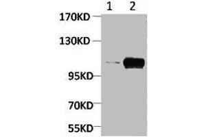 Western blot analysis of Maize 1) Dark, 2) Light, diluted at 1:2000.
