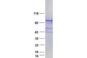 Validation with Western Blot (SHC4 Protein (Myc-DYKDDDDK Tag))