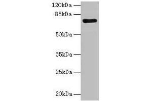 Western blot All lanes: KAT7 antibody at 2 μg/mL + Rat brain tissue Secondary Goat polyclonal to rabbit IgG at 1/10000 dilution Predicted band size: 71, 59, 52, 67, 56 kDa Observed band size: 71 kDa (MYST2 antibody  (AA 1-214))