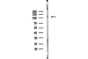 anti-NLR Family, CARD Domain Containing 4 (NLRC4) (pSer533) antibody