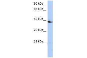 C10ORF46 antibody used at 1 ug/ml to detect target protein.