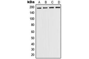 Western blot analysis of POLR1A expression in A375 (A), HEK293T (B), NIH3T3 (C), H9C2 (D) whole cell lysates. (POLR1A antibody  (Center))