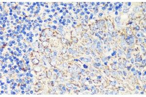 Immunohistochemistry of paraffin-embedded Human tonsil using FKBP1A Polyclonal Antibody at dilution of 1:200 (40x lens). (FKBP1A antibody)