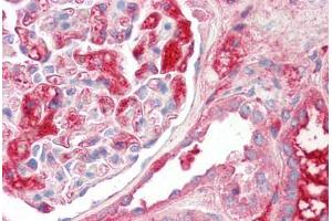 Image no. 2 for anti-Kininogen 1 (KNG1) (AA 251-300) antibody (ABIN6749733) (KNG1 antibody  (AA 251-300))